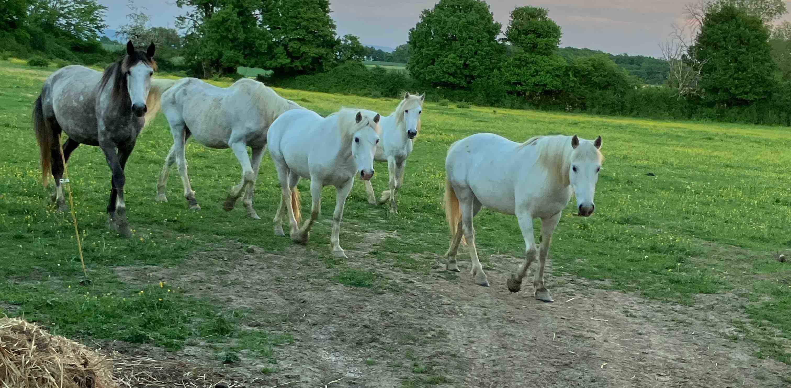 ๐ด Les Chevaux ๐ 10 000 ๐ด logo