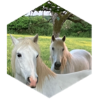 ๐ด Les Chevaux ๐ 10 000 ๐ด icon