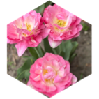 May Steps Competition (100k limit) icon