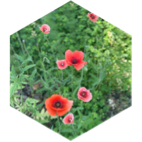 May Steps Competition (20k limit) icon