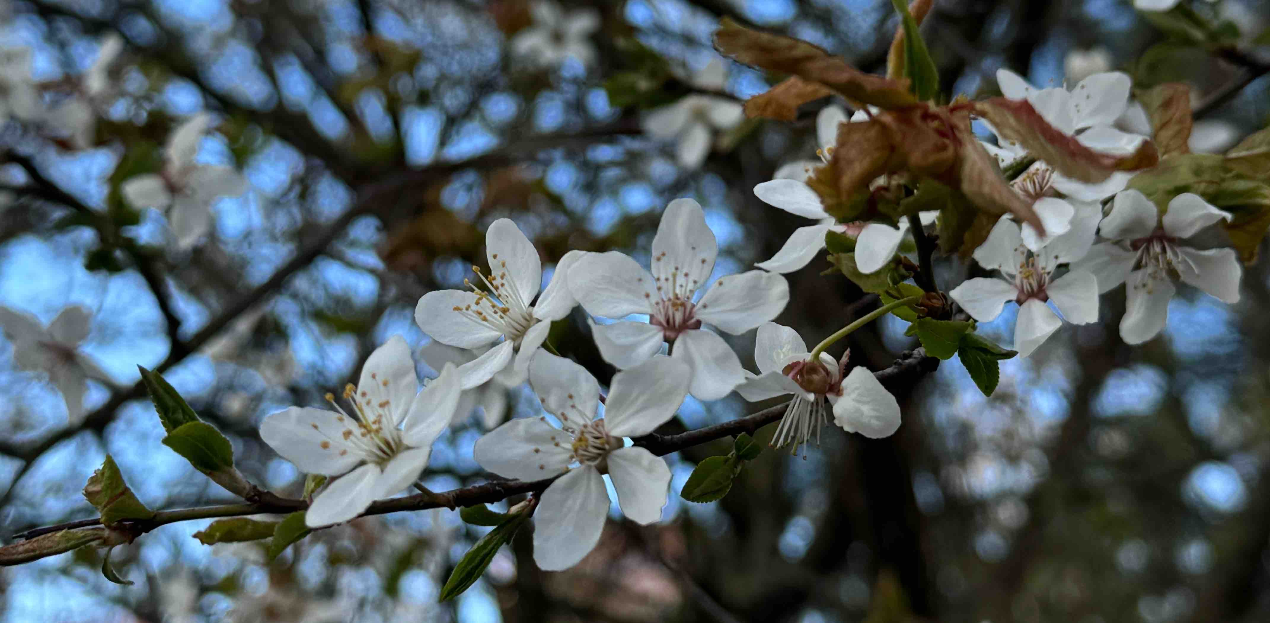 challenge background