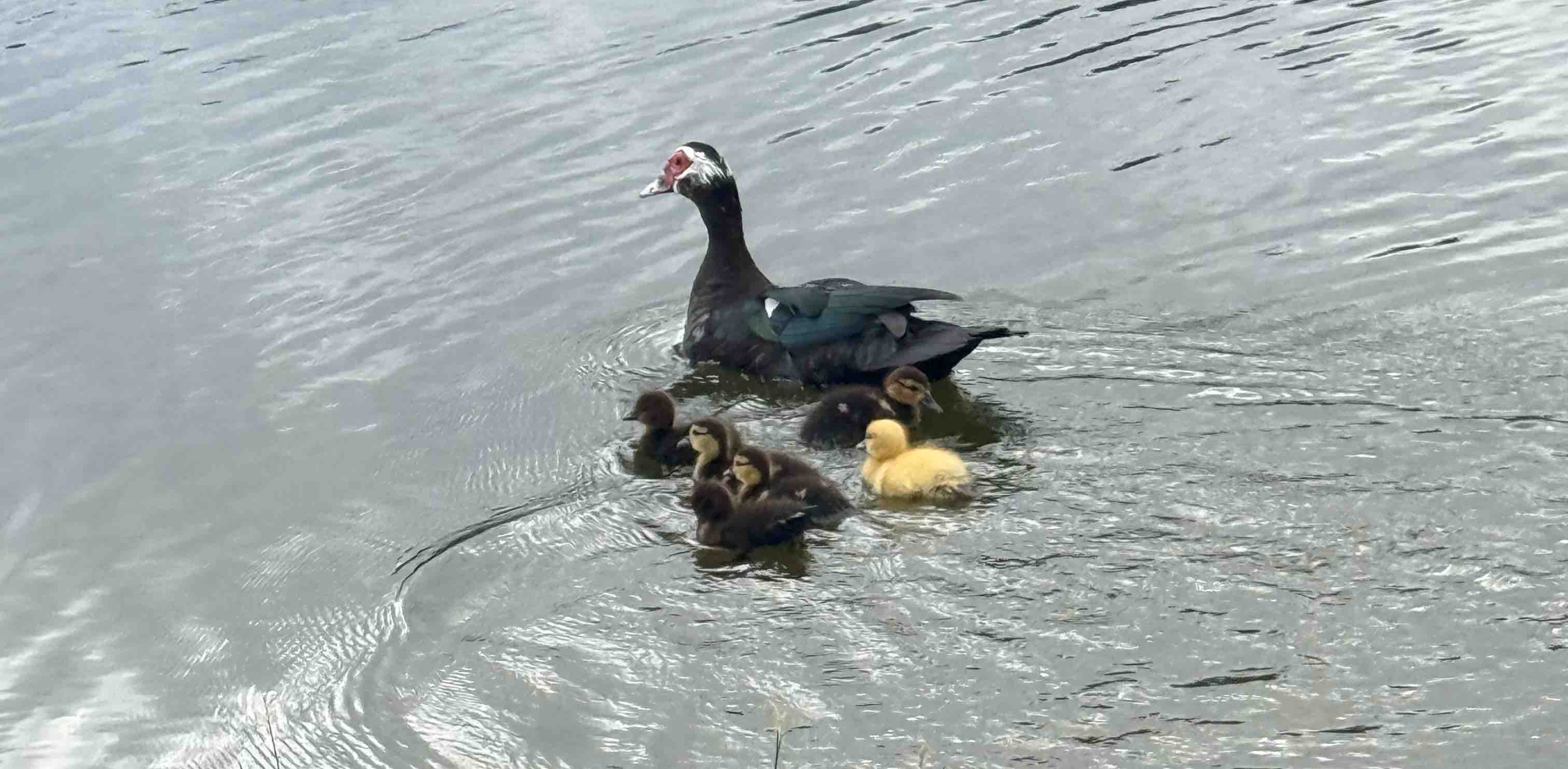 challenge background