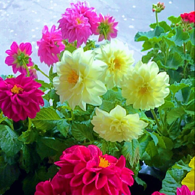 Dahlien ๐ต๏ธ๐ต๏ธ๐โโ๏ธ icon