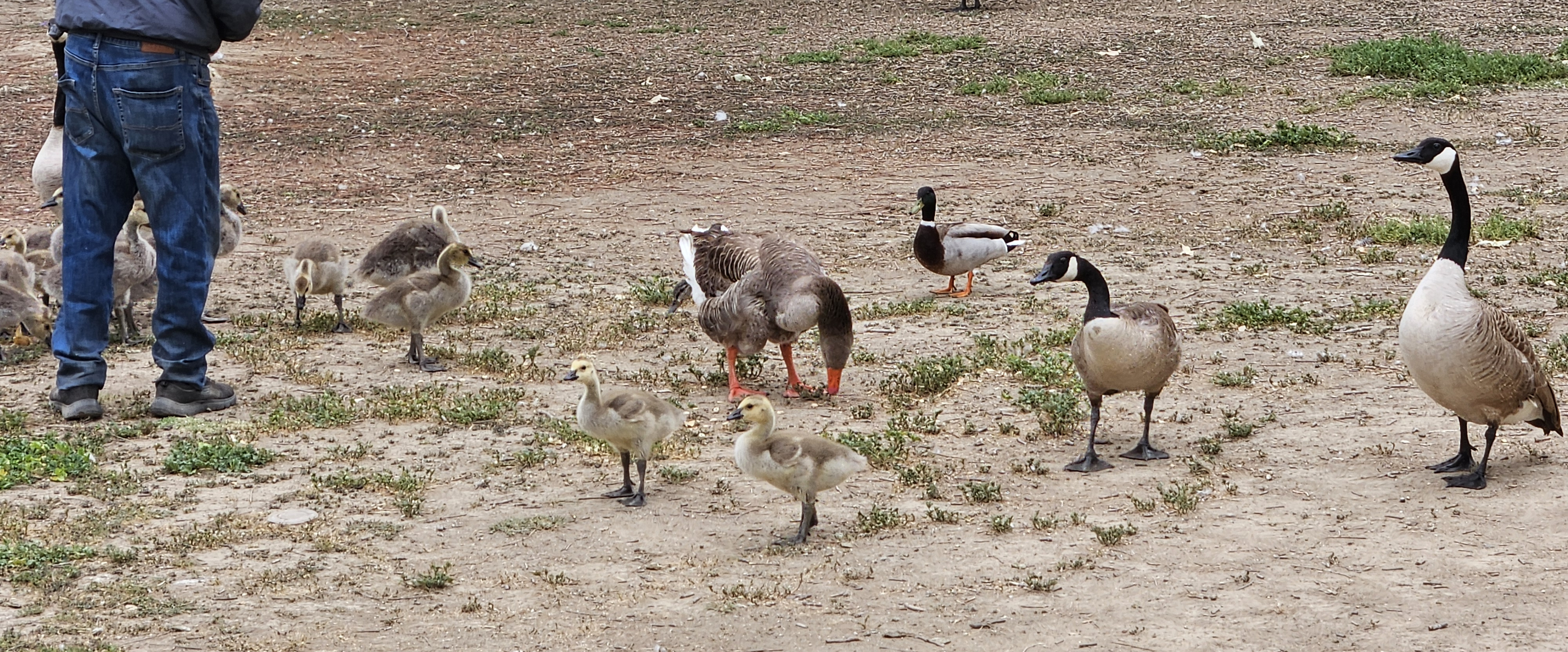 challenge background