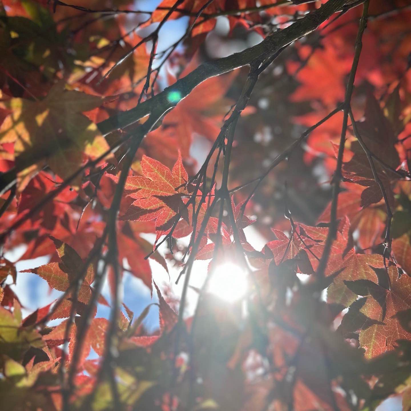 2025 Summer walkers logo