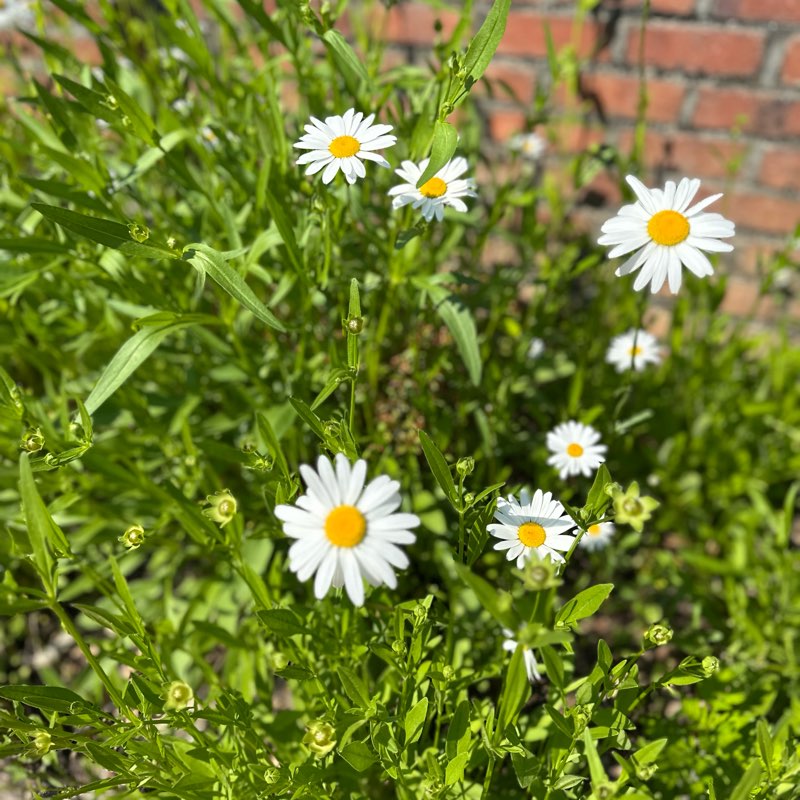 Just 4 fun n maybe motivation logo