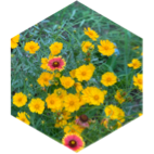 Weekly Group Challenge #2 icon