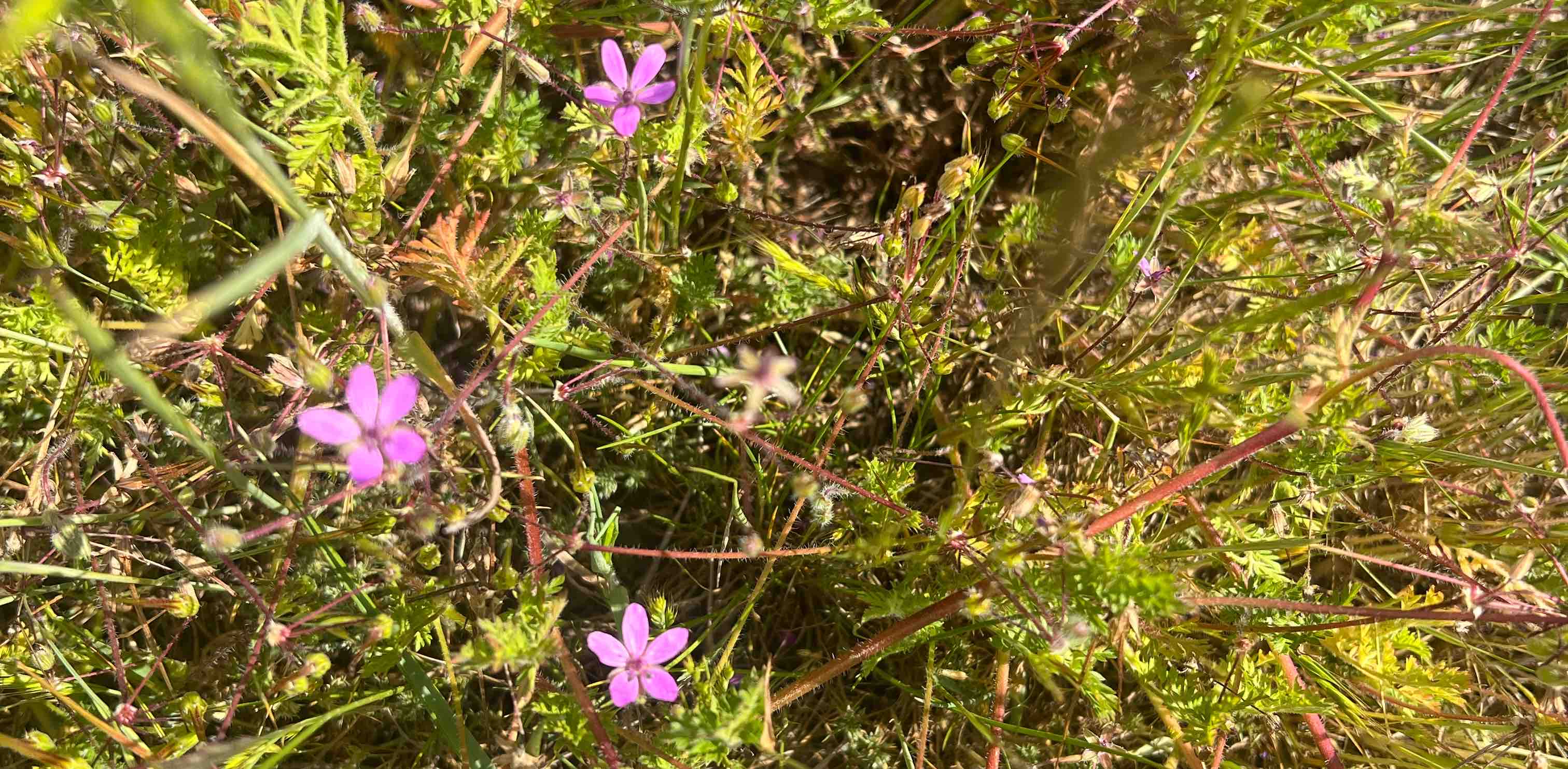 challenge background