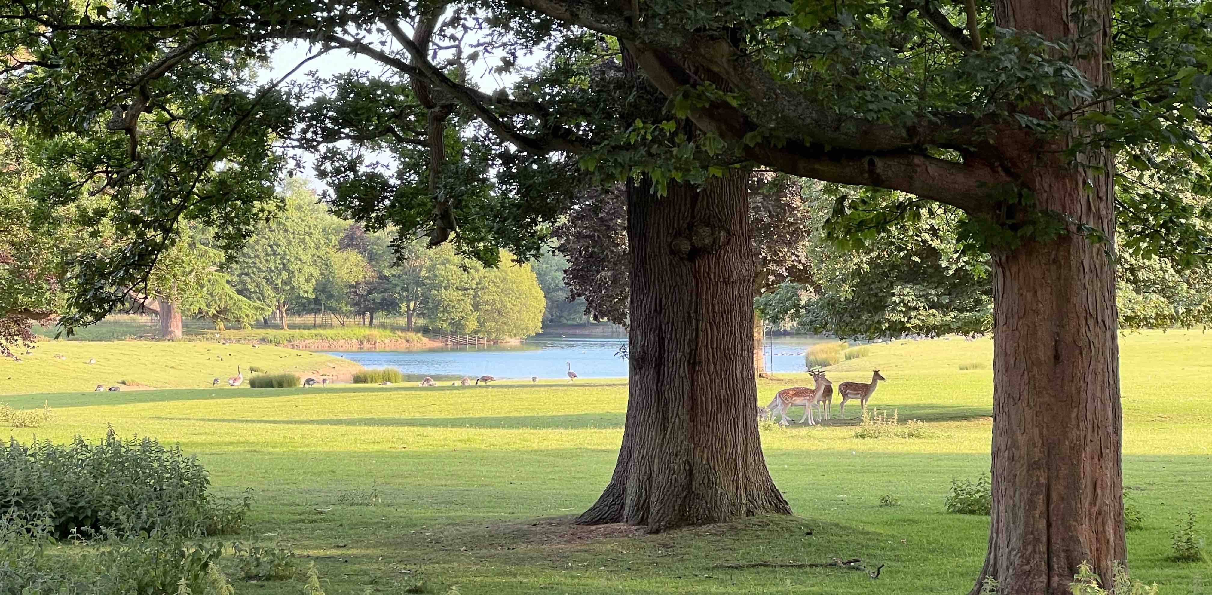 challenge background