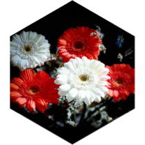Summerwalk icon
