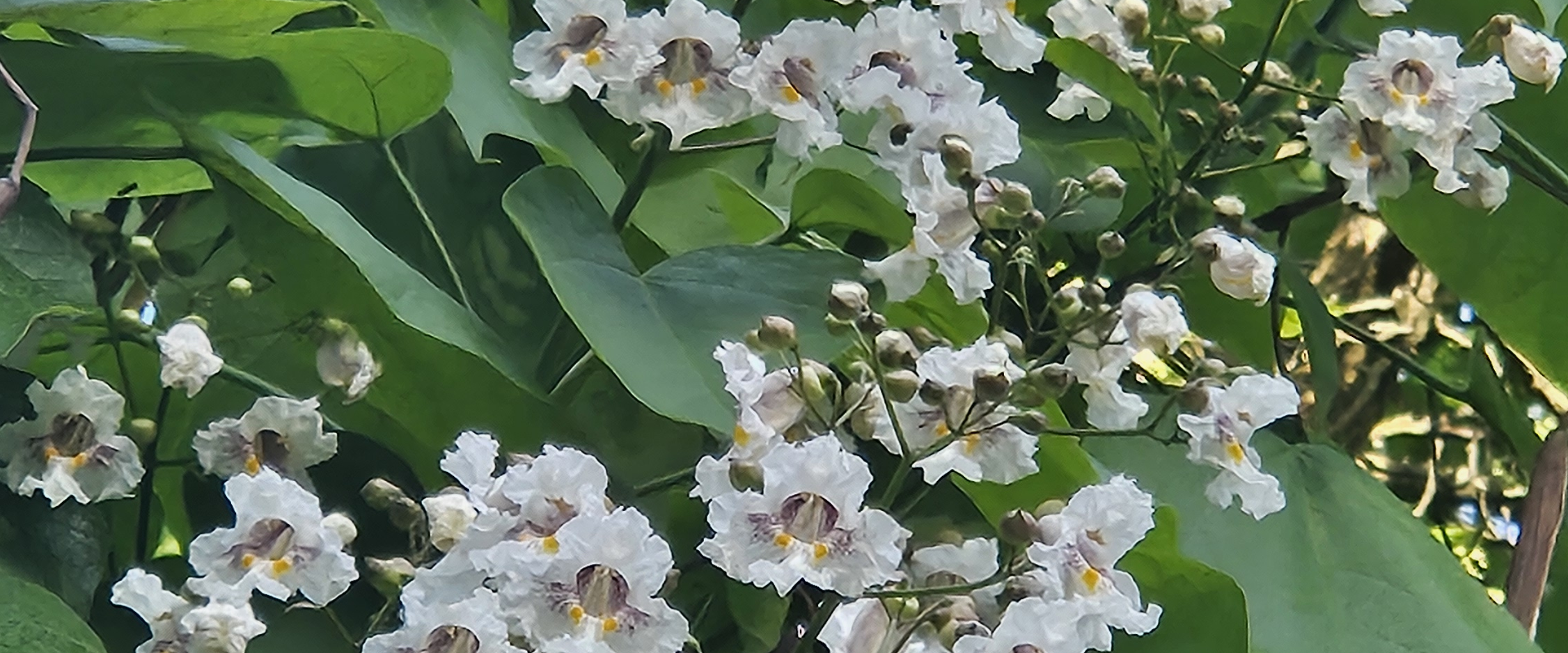 challenge background