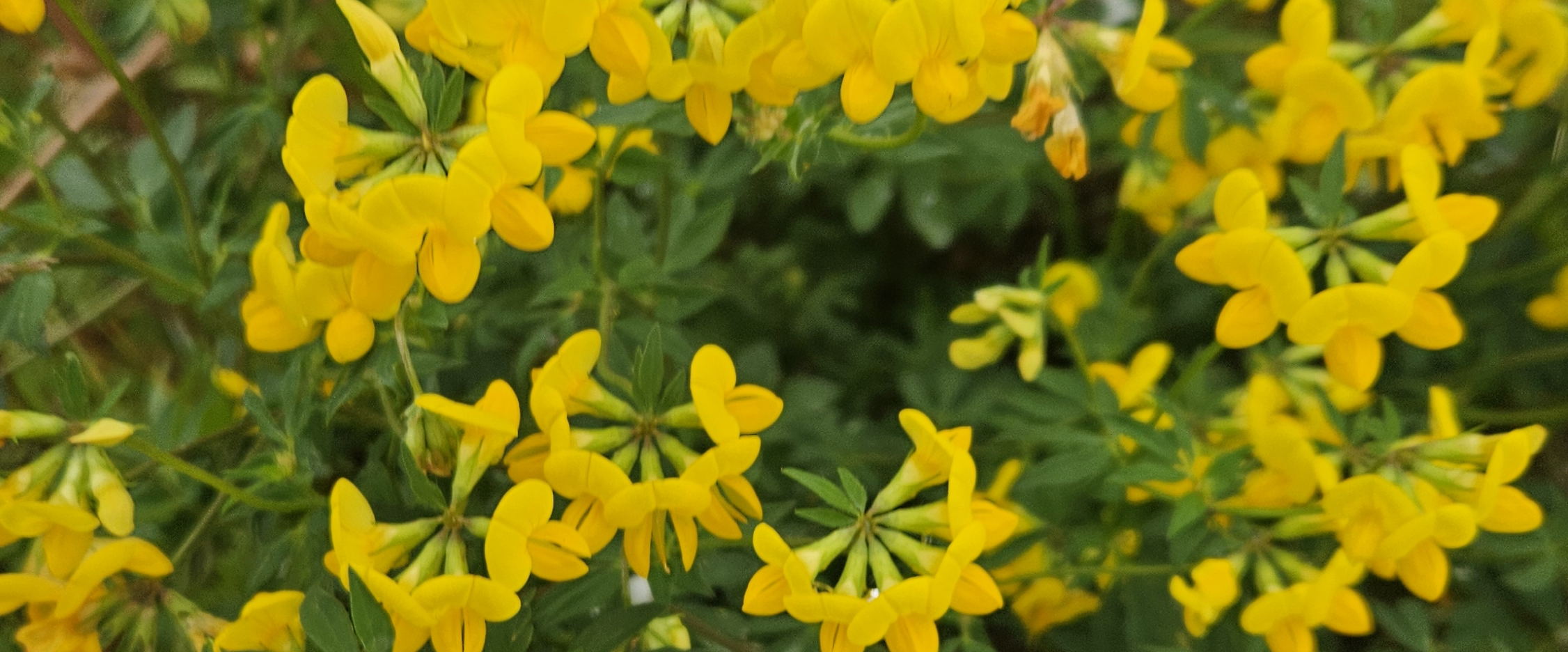 challenge background