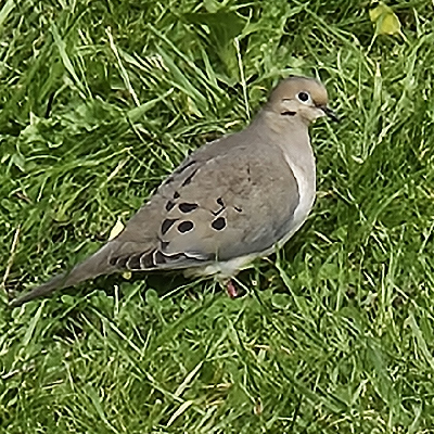 🦜BEAUTIFUL BIRDS🦜 icon