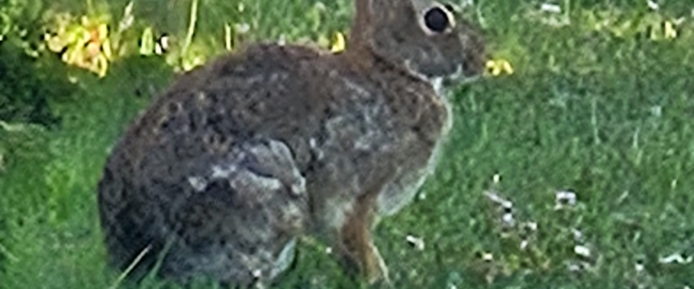 challenge background