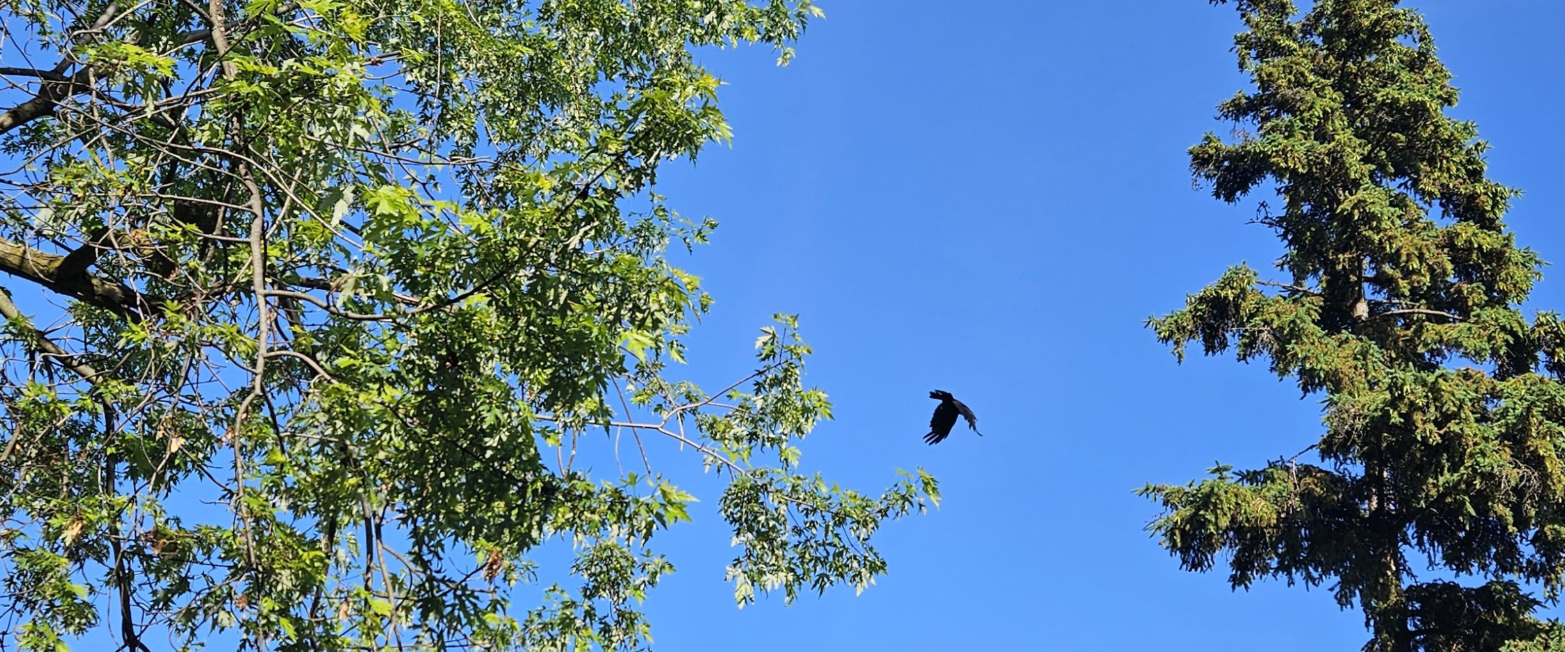 challenge background