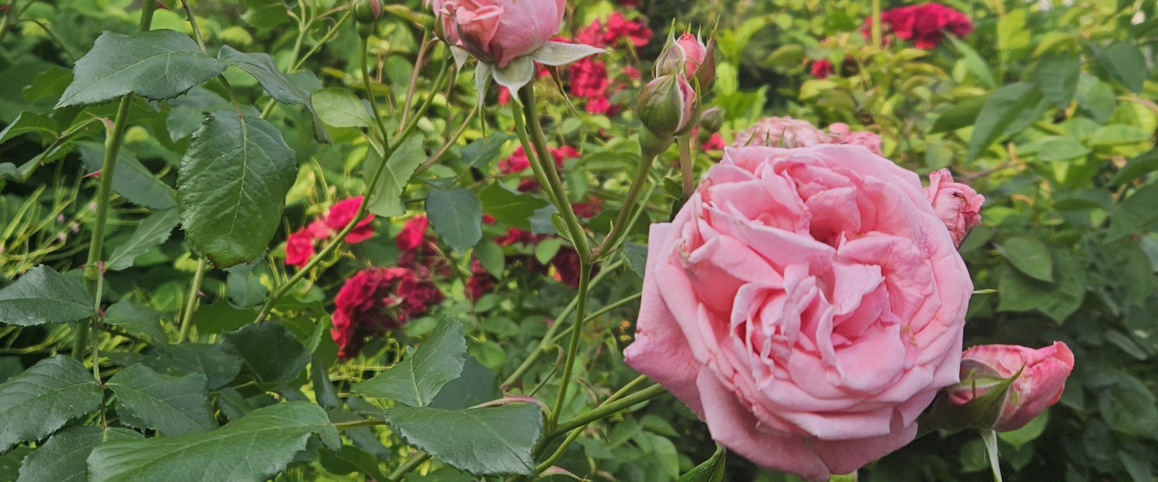 challenge background