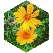 Daily Step Goal - 6000 steps icon