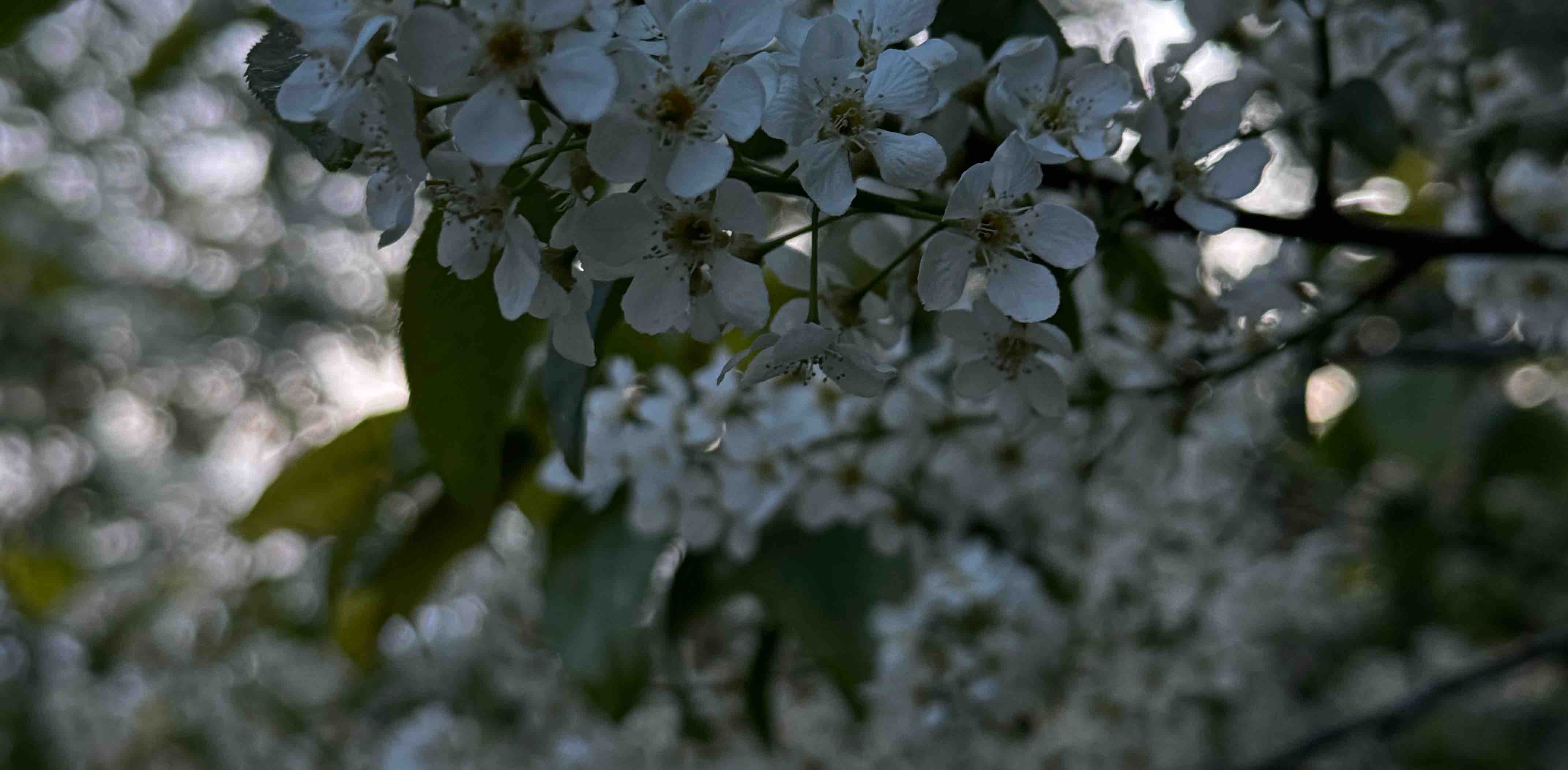 challenge background