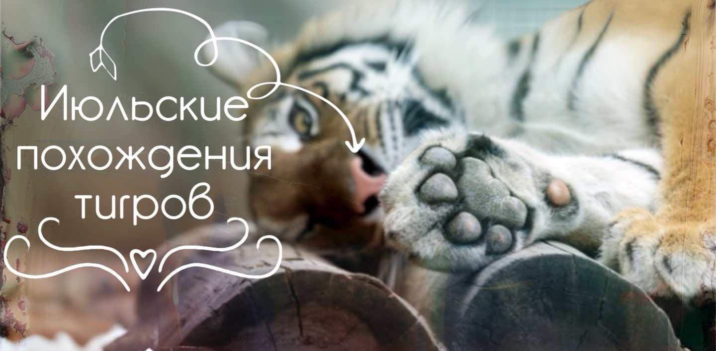 🐅Июльские похождения тигров 🐅 logo