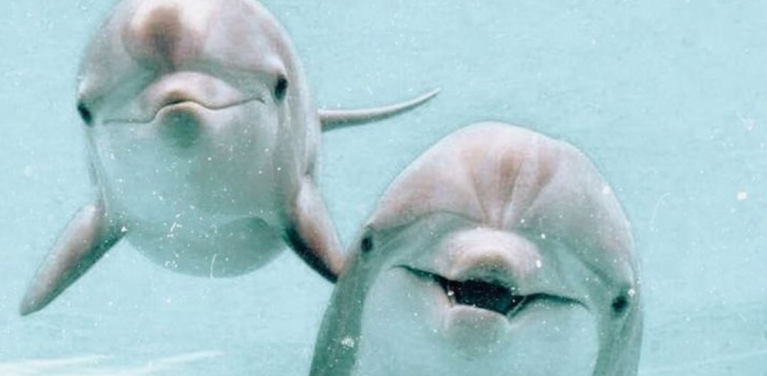 🐬Gruppenziel - Entfernung🐬 logo