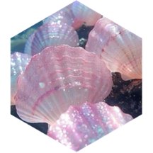 🌸🐚☀️Sommer Step Challenge☀️🐚🌸 icon