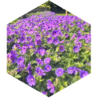 🌸GPS Distanz Herausforderung🌸 icon