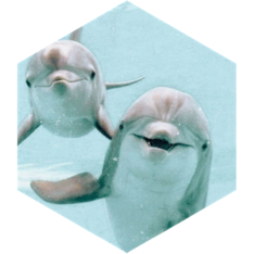 🐬Gruppenziel - Entfernung🐬 icon