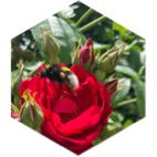 πΊπΊ 5000 πΊπΊ πΈ La Rose πΈ icon