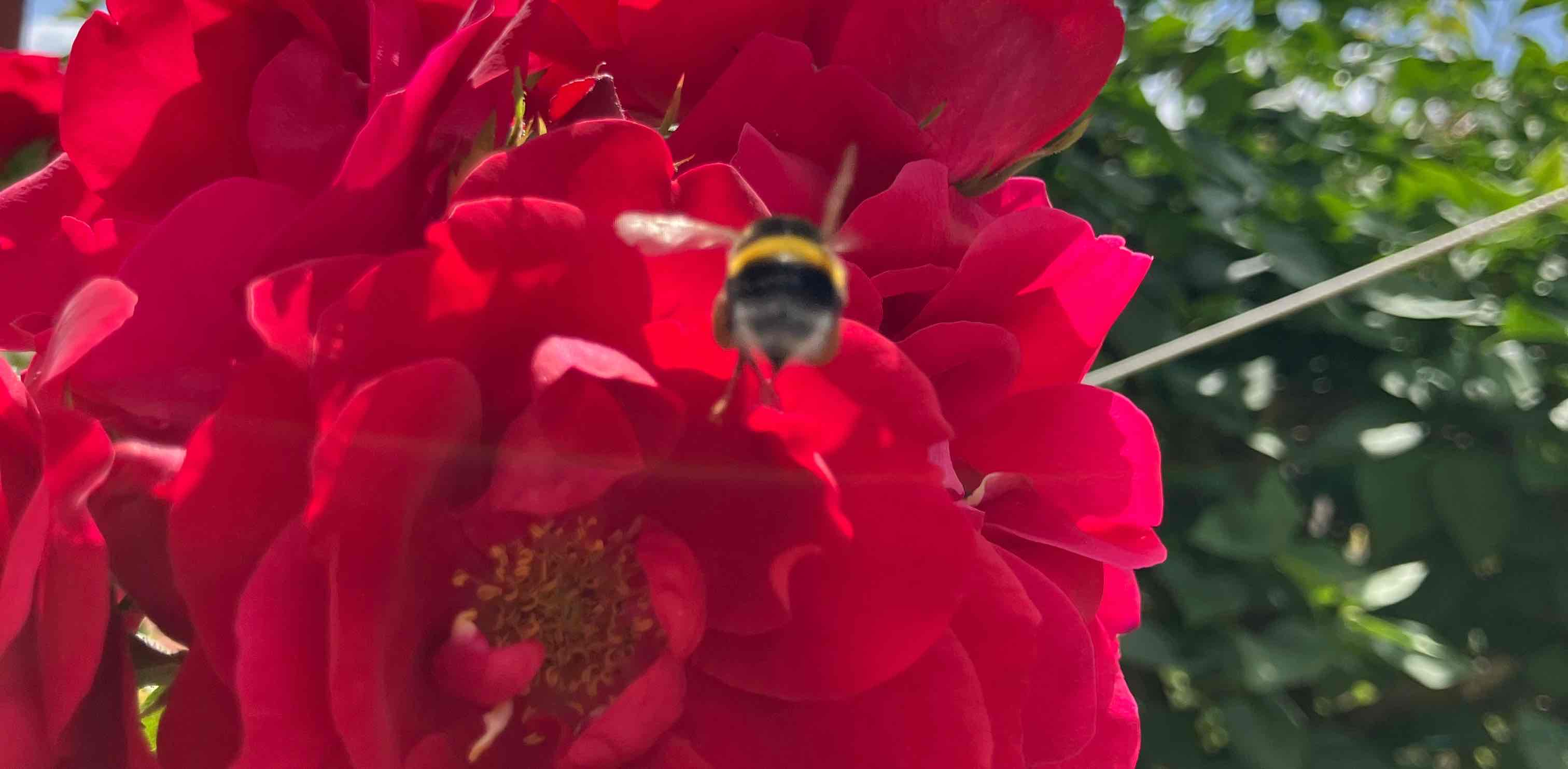 🌺 La Rose et le Bourdon 🌺 logo
