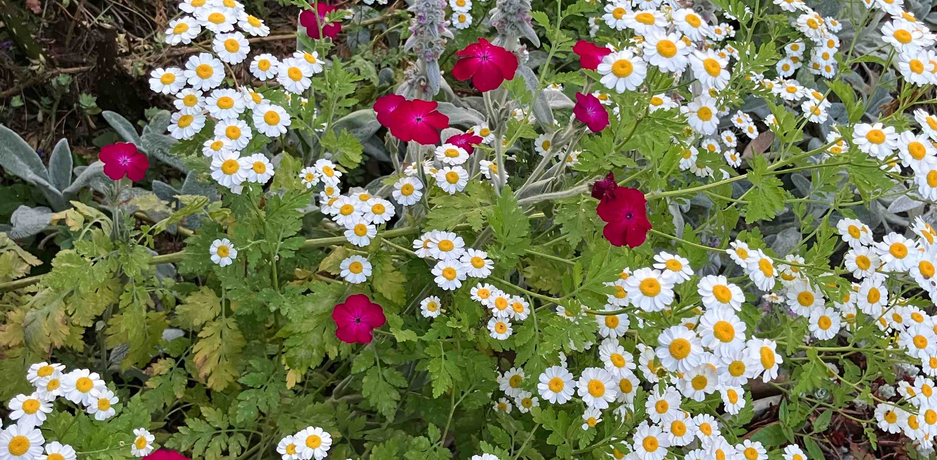 🌿 природа 🌿🐇 logo
