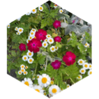 💐 VIVE L’ÉTÉ 🪷 Да здравствует лето 💐 icon