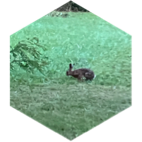 Défi d'objectif de pas en groupe Juin icon