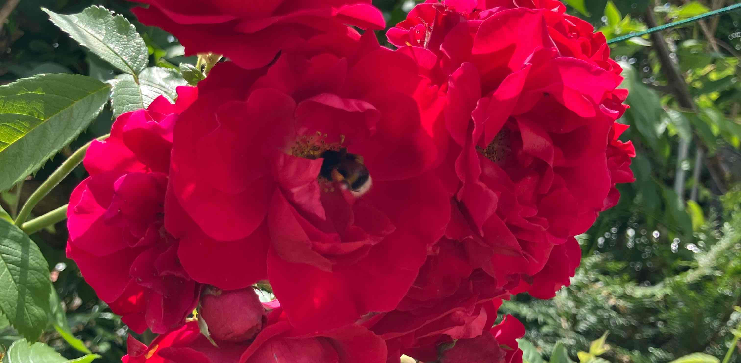 πΊπΊ 5000 πΊπΊ πΈ La Rose πΈ logo
