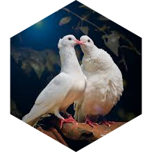 🐣 7000 🐥 La Tendresse 🐤 icon