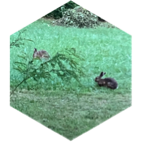 πΏ LA NATURE πΏ π¦ββ¬ icon