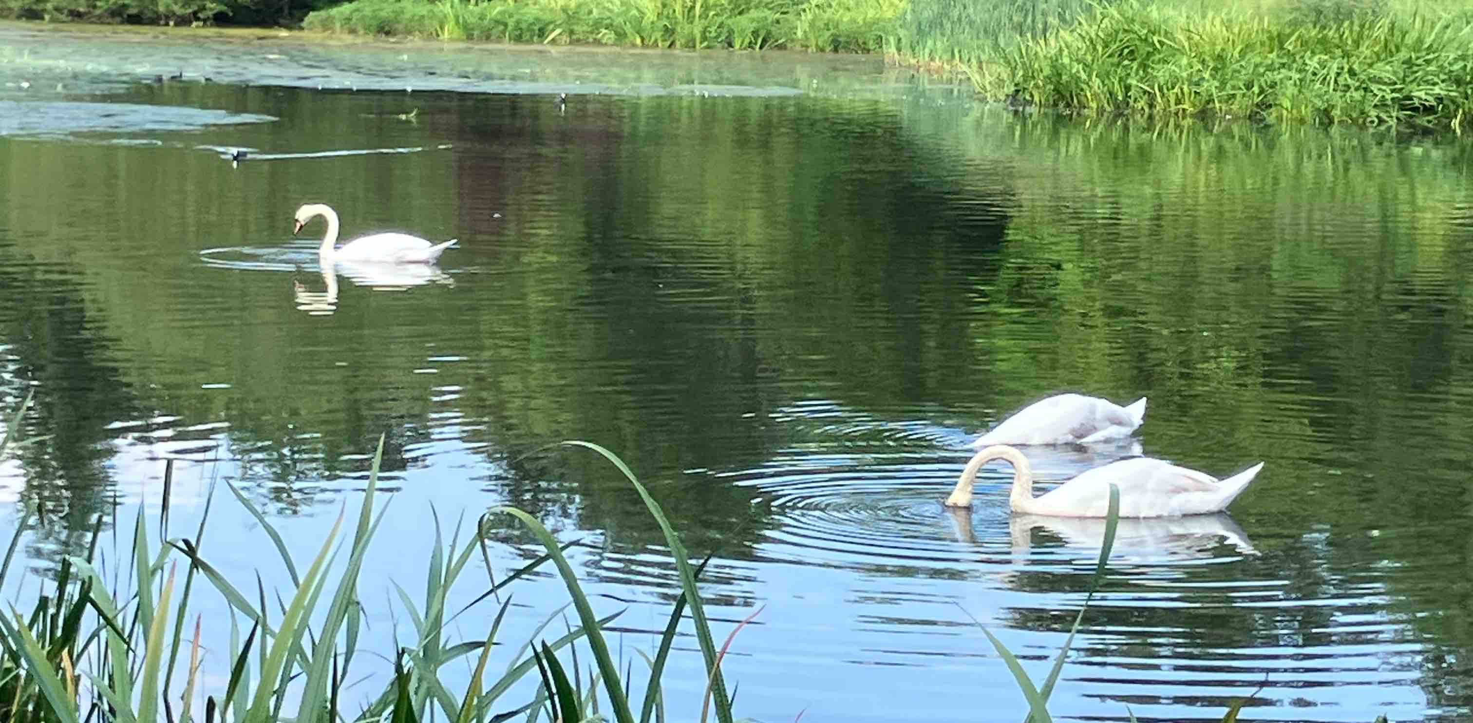 πΏ LA NATURE πΏ π¦ββ¬ logo