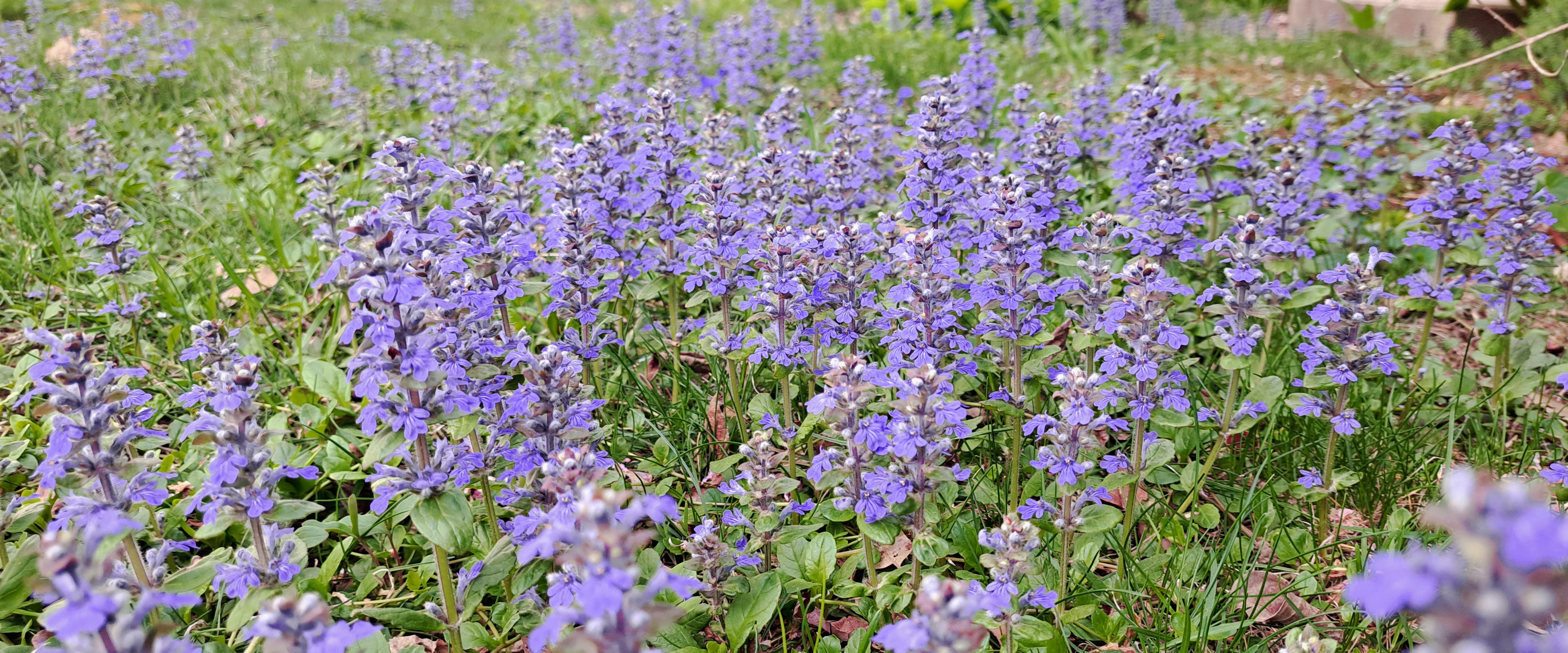 challenge background