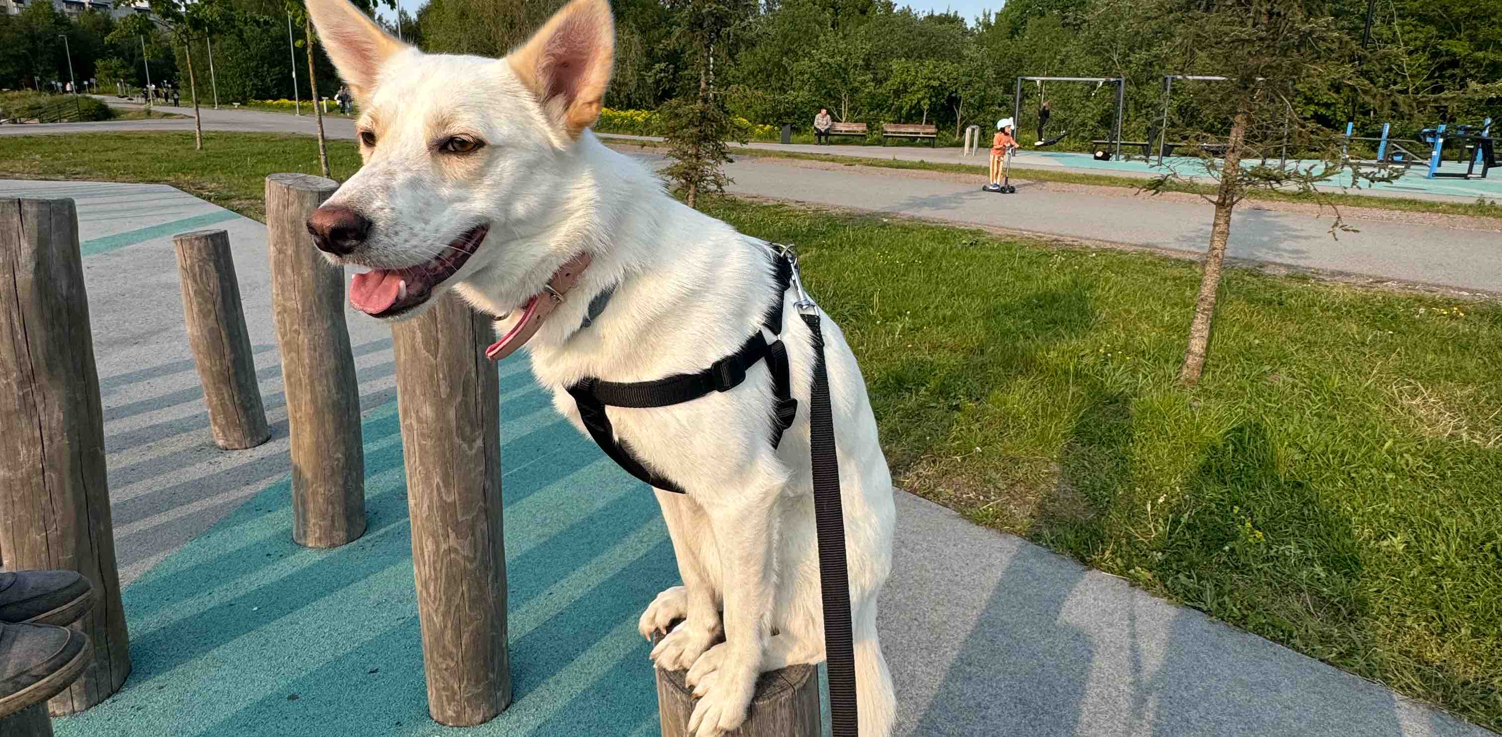 challenge background