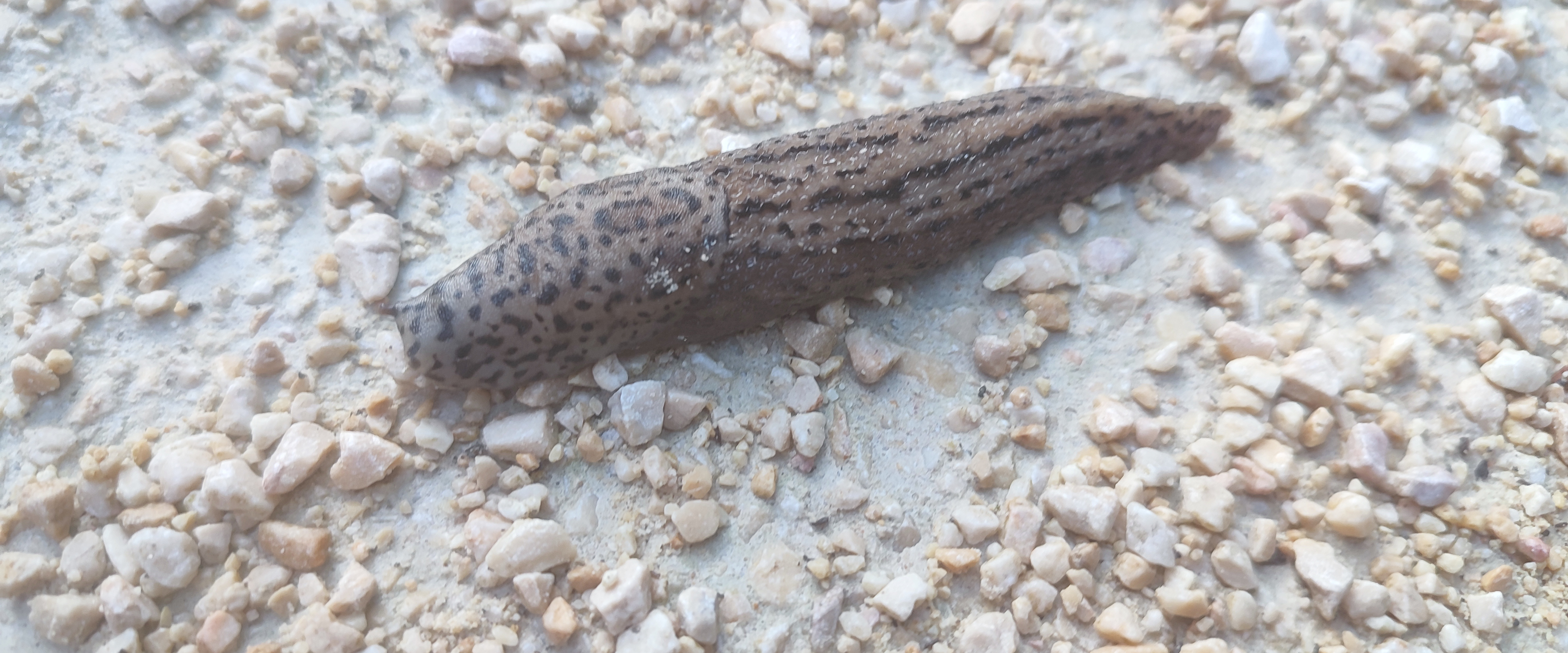 challenge background