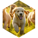 ๐พ๐ถDog Days of Summer Challenge ๐ถ๐พ icon