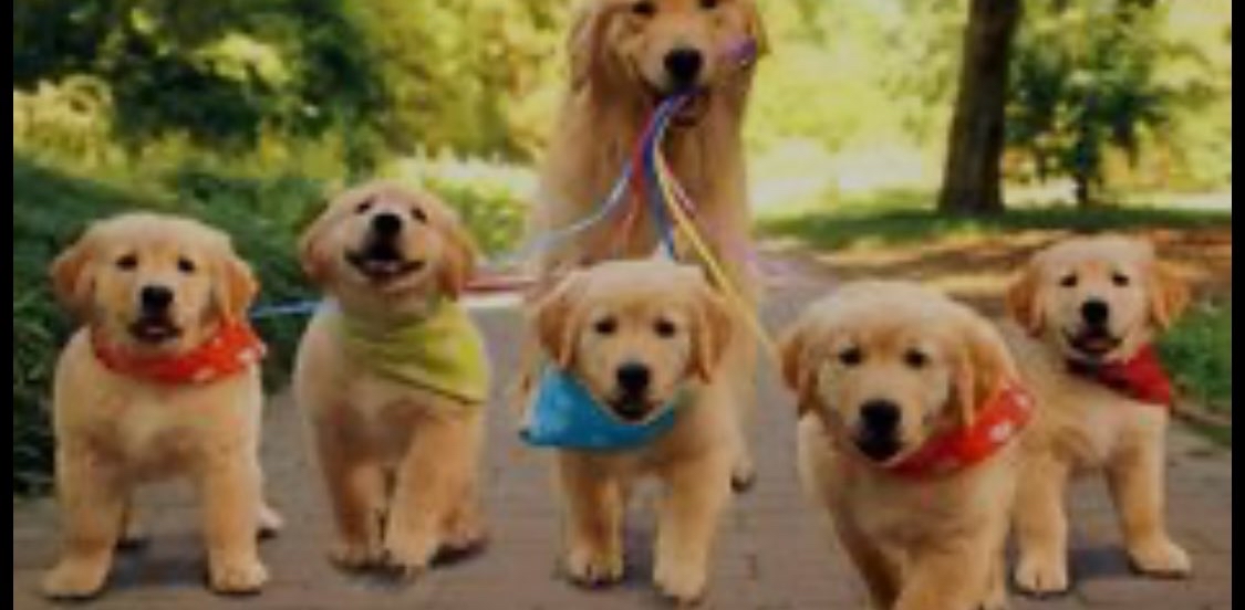 ๐พ๐ถDog Days of Summer Challenge ๐ถ๐พ logo