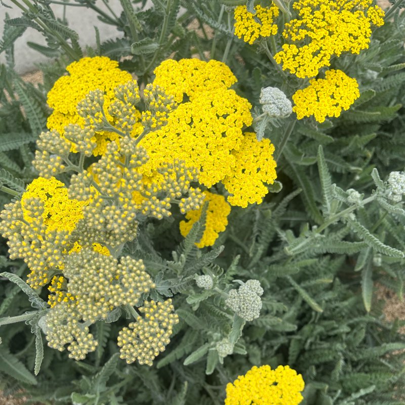 Love never fails logo