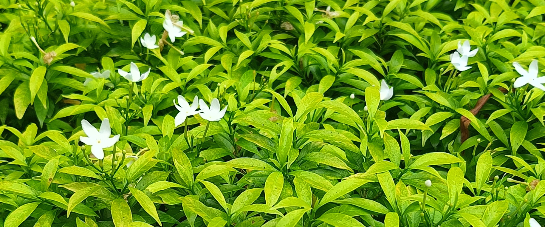 challenge background