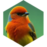 5K steps Challenge icon
