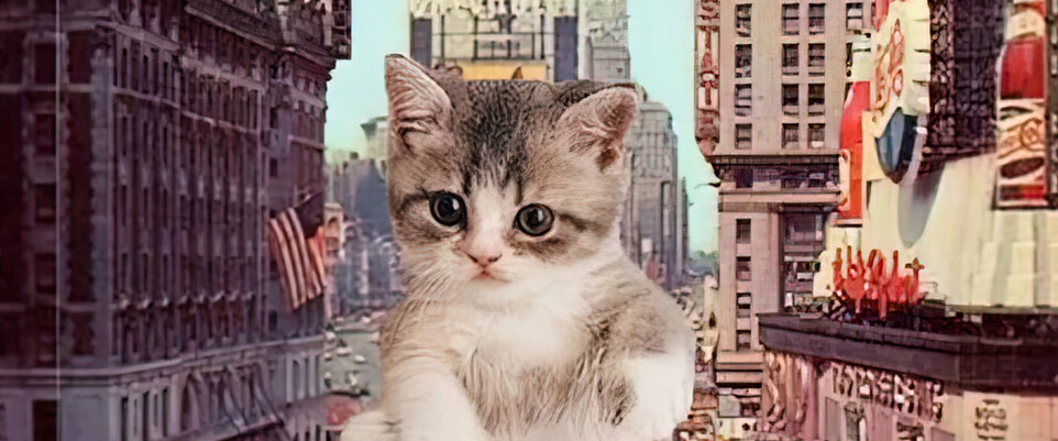 City Cats πββ¬ππΎπ logo
