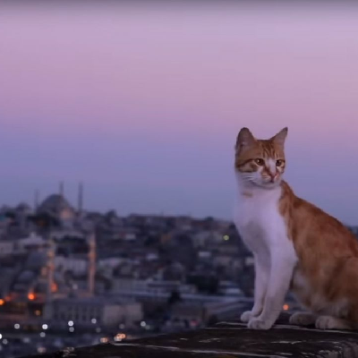 City Cats πββ¬ππΎπ icon