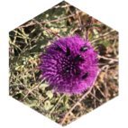 Défi de rythme Août icon