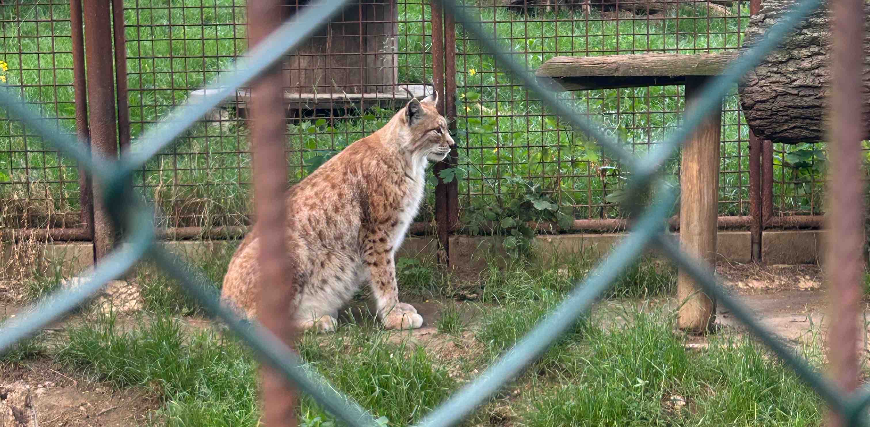 challenge background