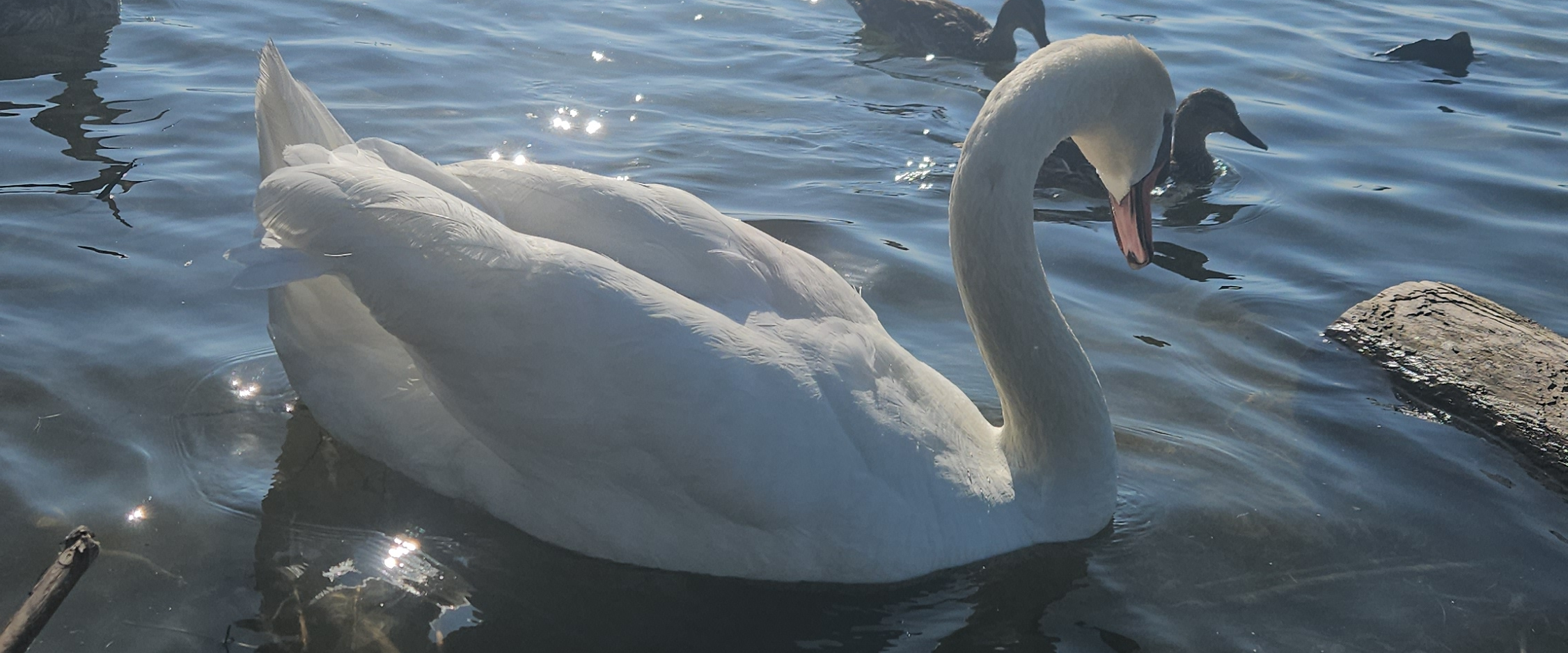 challenge background