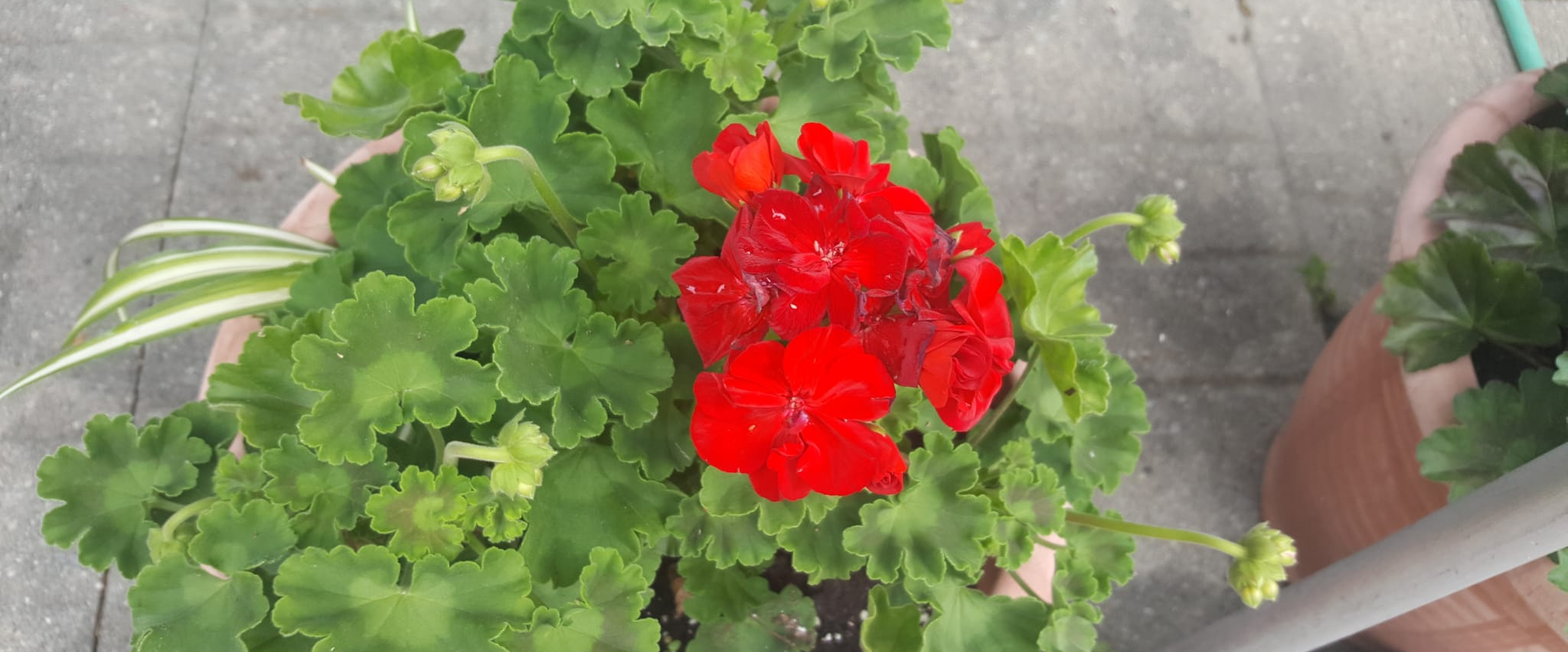 challenge background